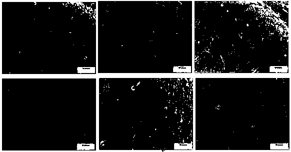 Application of astaxanthin and/or lithium chloride in the preparation of drugs for preventing and treating cognitive impairment caused by chronic organophosphate poisoning