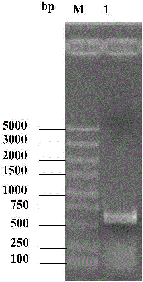 Fish septicemia pathogenic aeromonas veronii attenuated live vaccine and application thereof