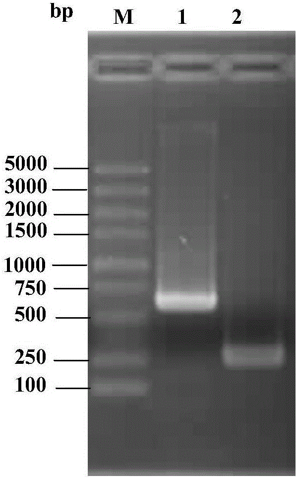 Fish septicemia pathogenic aeromonas veronii attenuated live vaccine and application thereof