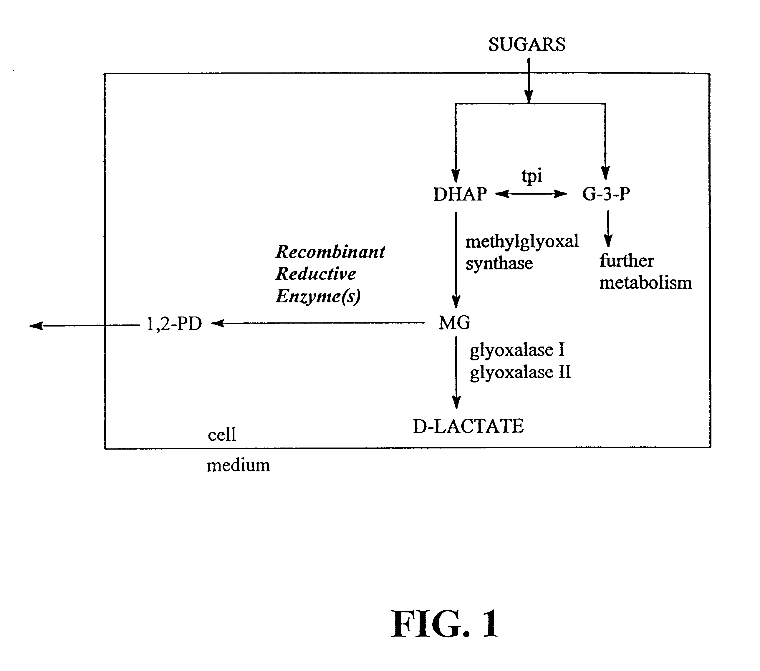 Microbial production of 1,2-propanediol from sugar