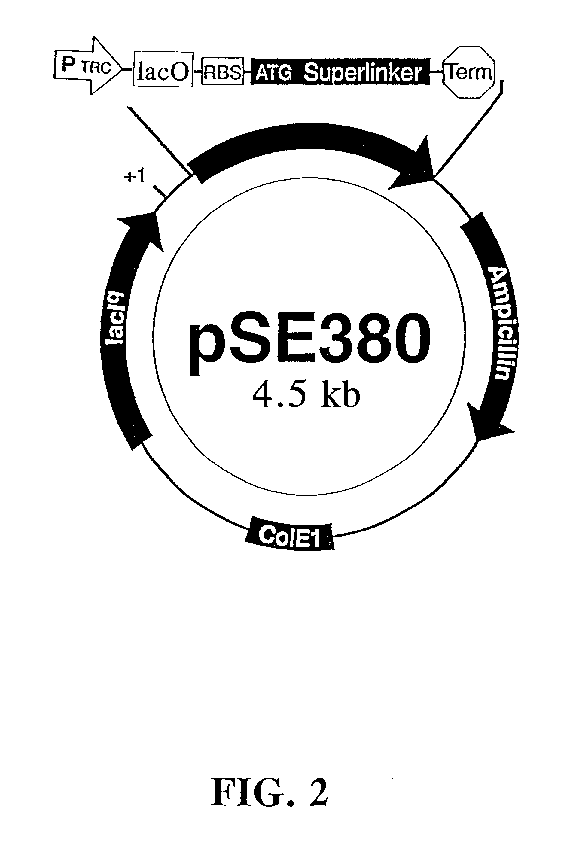 Microbial production of 1,2-propanediol from sugar