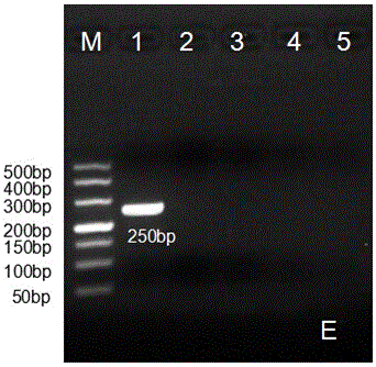 A kind of test kit and preparation method for detecting foot-and-mouth disease O-type virus