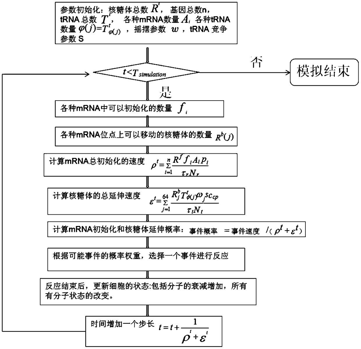 Modeling method of cellular gene translation process