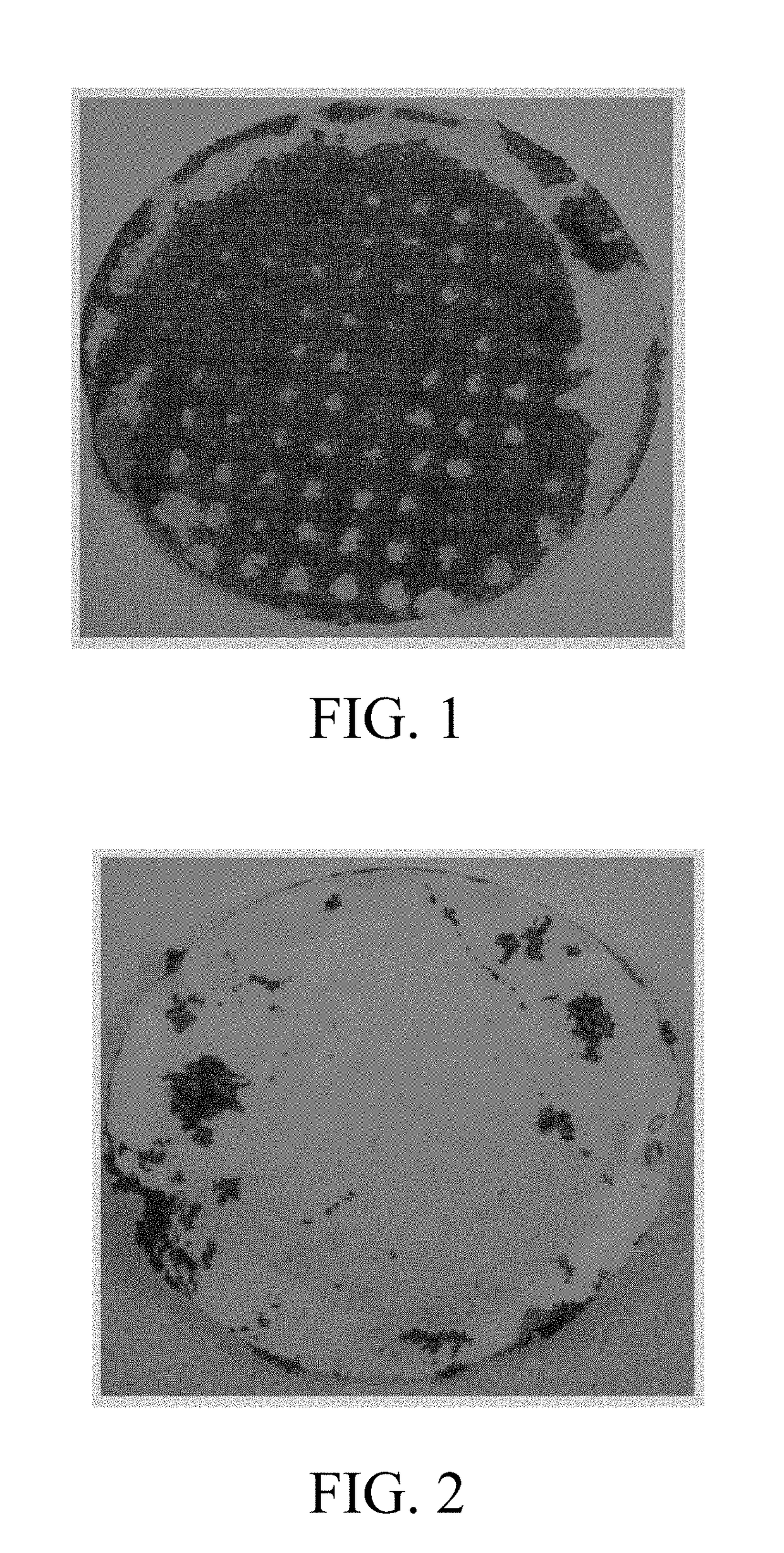 Baking paper coated with a silicone-containing emulsion