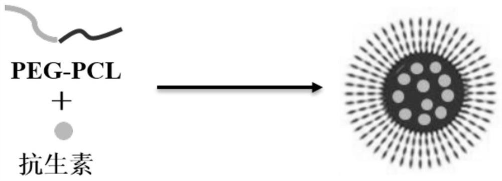 A kind of polycaprolactone-polyethylene glycol nanomicelle loaded with hydrophobic antibiotic and its preparation and application