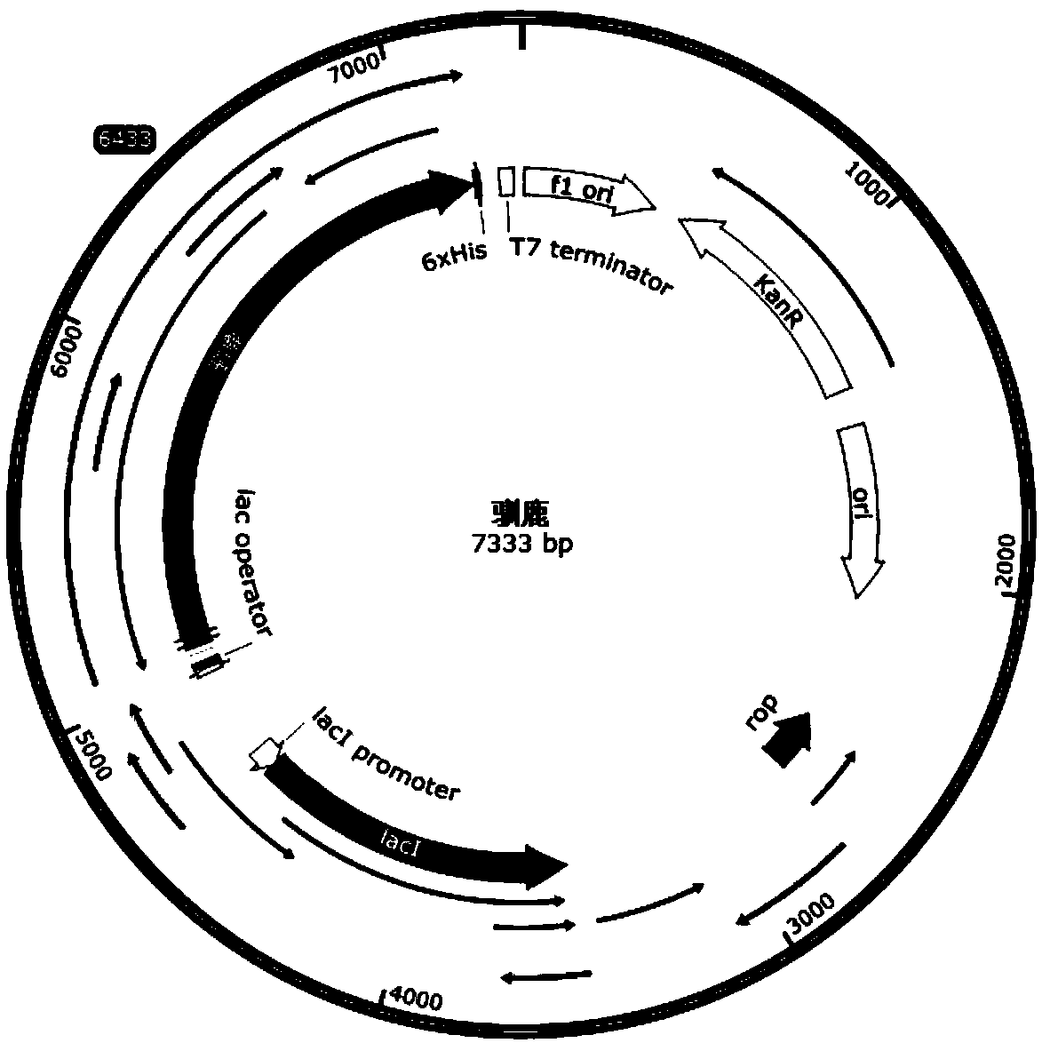 Construction and expression, separation and purification method of recombinant vector containing reindeer NADPH-cytochrome P450 reductase gene