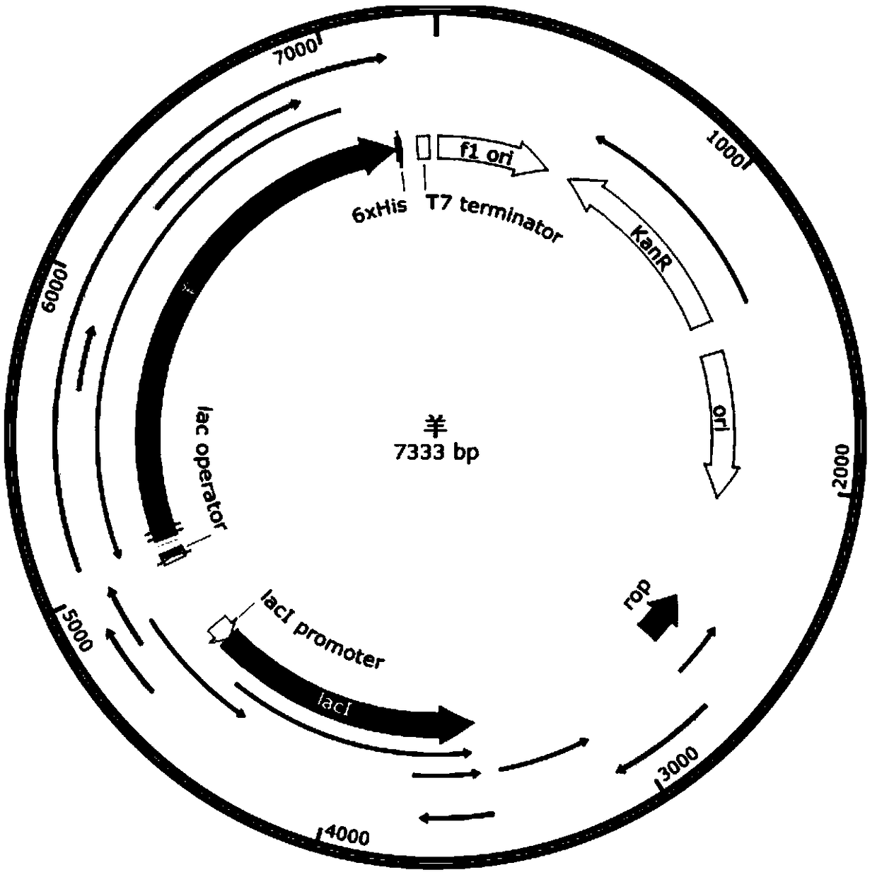 Construction and expression, separation and purification method of recombinant vector containing reindeer NADPH-cytochrome P450 reductase gene