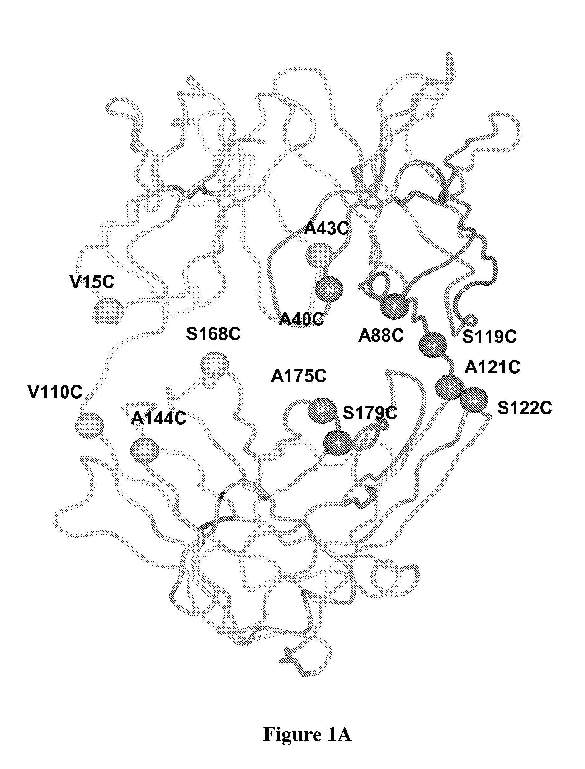 Cysteine engineered antibodies and conjugates