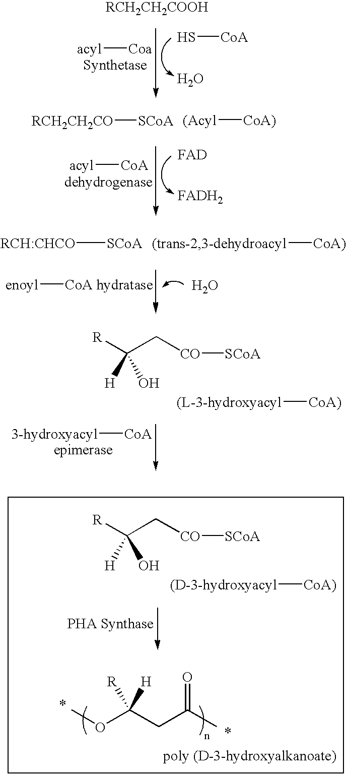 Polyhydroxyalkanoate-containing structure and manufacturing method thereof