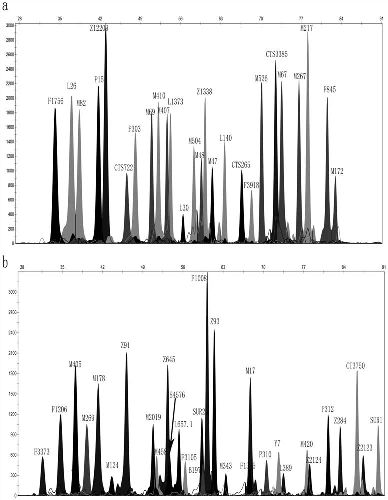 Forensic medicine compound detection kit based on 56 Y chromosome SNP genetic markers