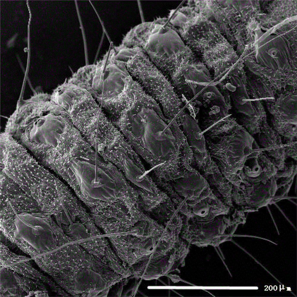 A kind of preparation method of insect sample for scanning electron microscope