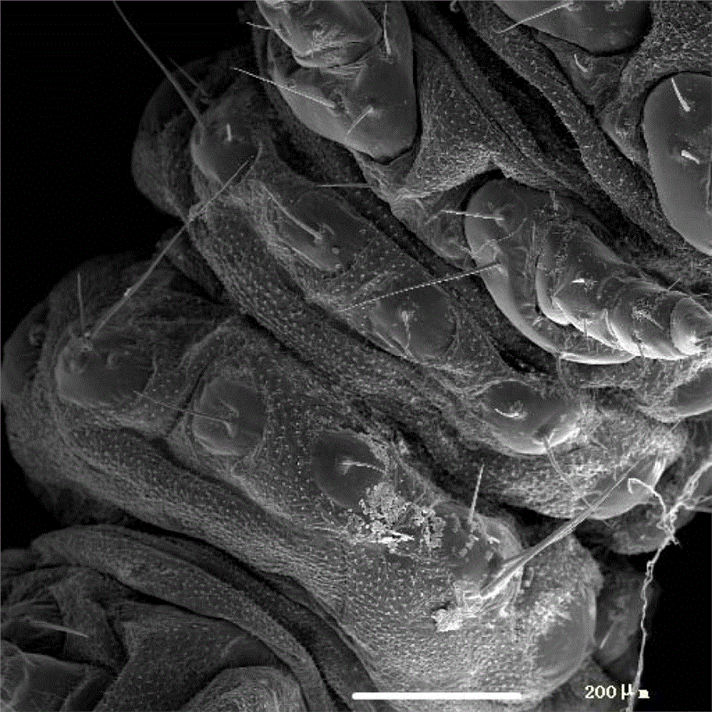 A kind of preparation method of insect sample for scanning electron microscope