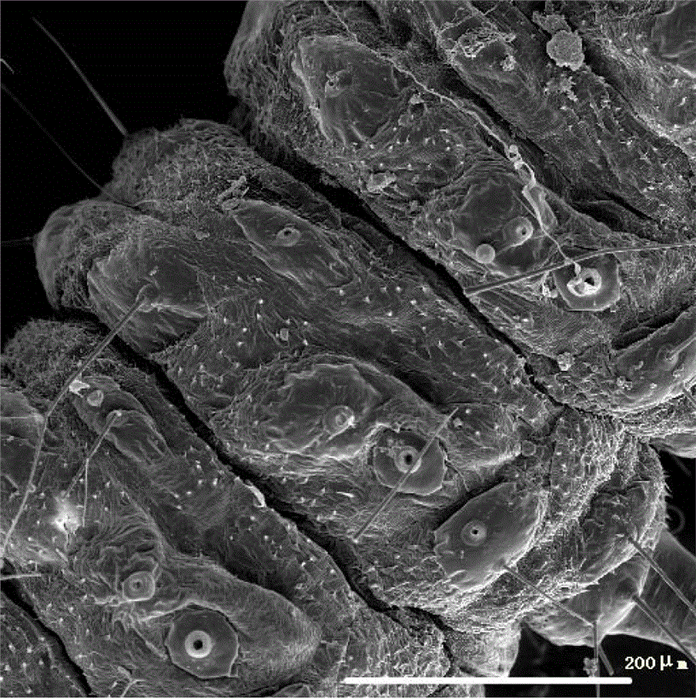 A kind of preparation method of insect sample for scanning electron microscope