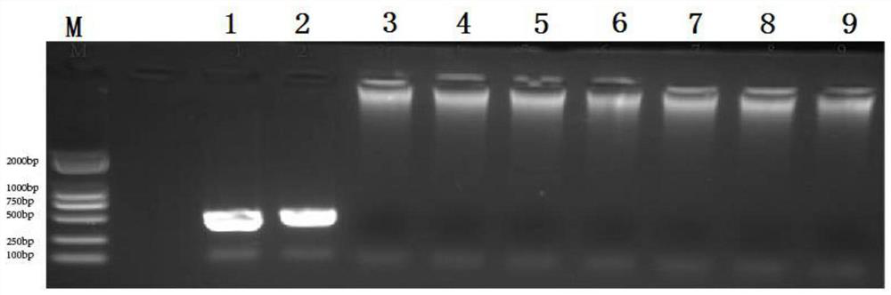 Novel goose astrovirus with cross-species transmission capacity and application thereof