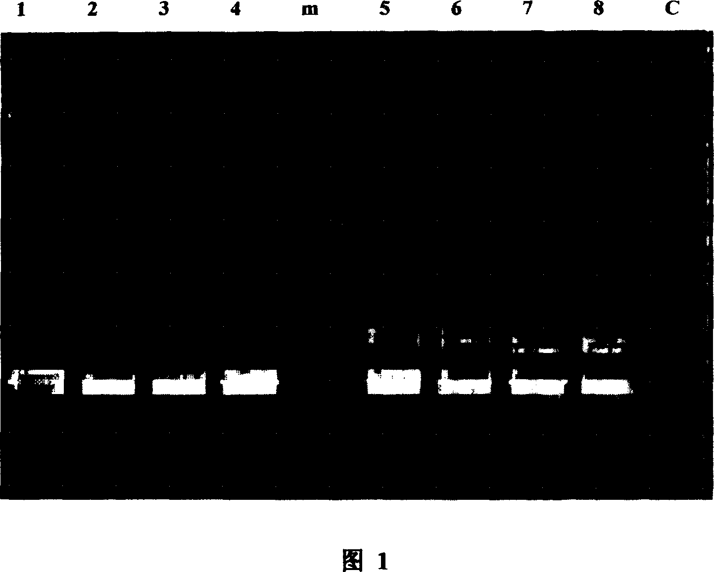 High affinity immune globulin binding molecule and method for preparation