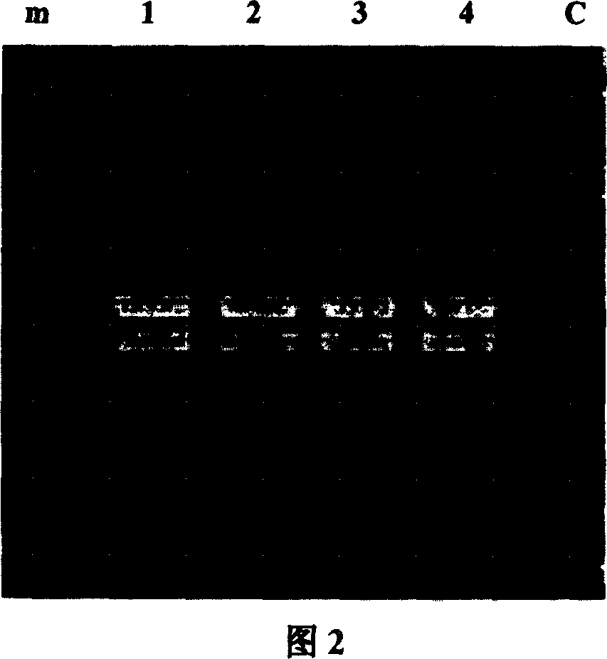 High affinity immune globulin binding molecule and method for preparation