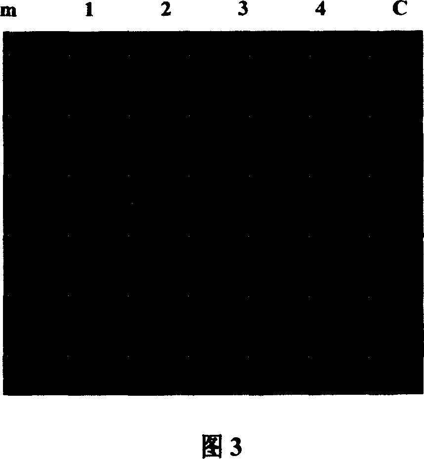 High affinity immune globulin binding molecule and method for preparation