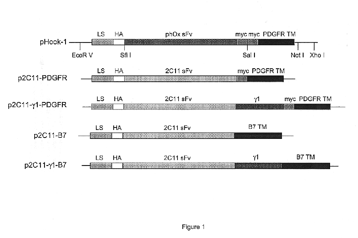 Chimeric protein and method of controlling tumor growth using the protein