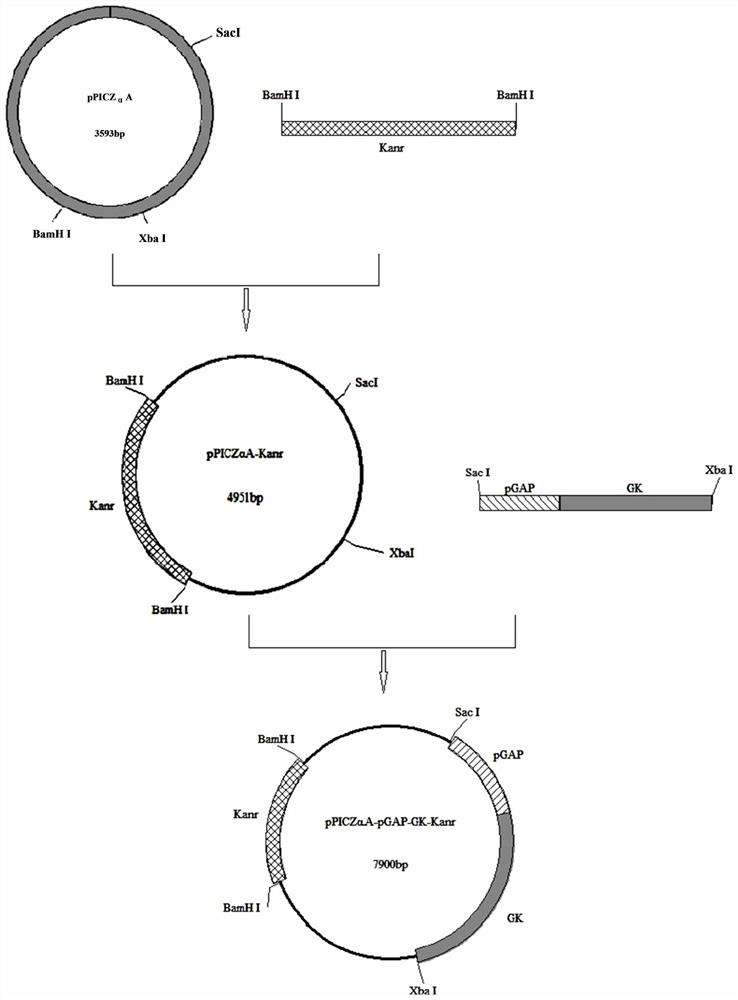 Promoter pylg and its application in constructing Candida tropicalis with high production of long-chain dibasic acids