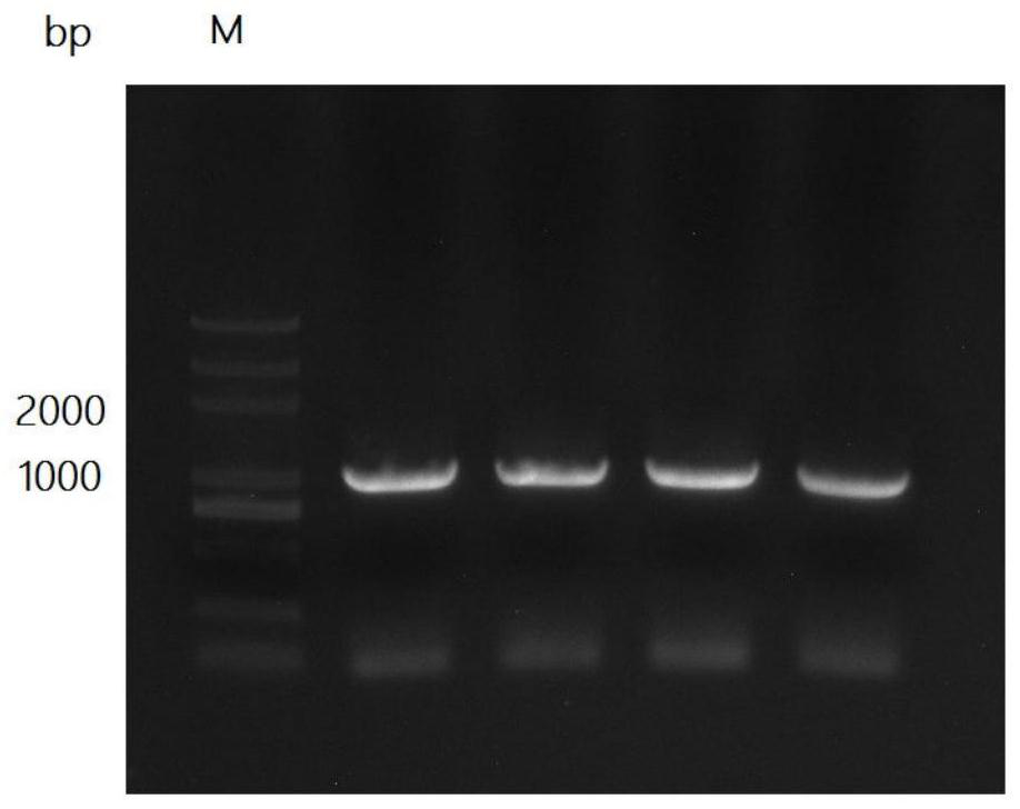 Promoter pylg and its application in constructing Candida tropicalis with high production of long-chain dibasic acids