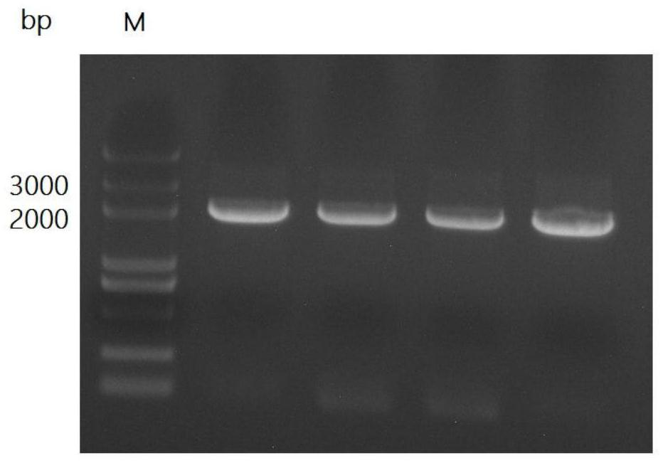 Promoter pylg and its application in constructing Candida tropicalis with high production of long-chain dibasic acids