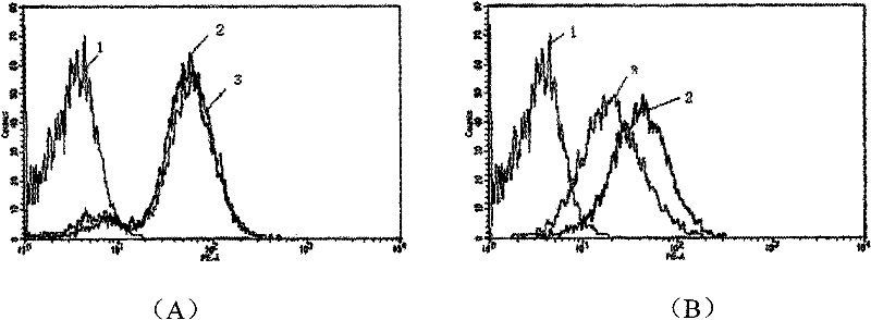 A preparation method and application of an antineoplastic drug screening model targeting 4.1r and CD29