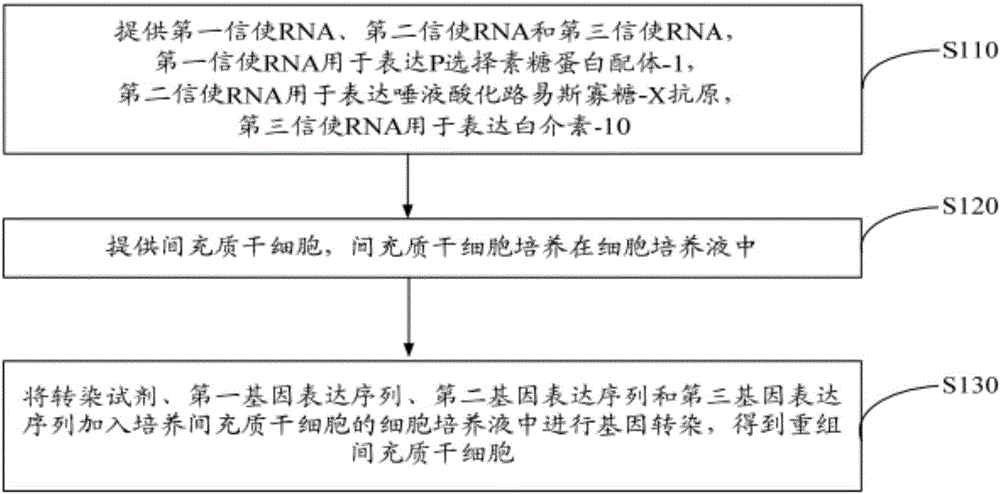 Recombinant mesenchymal stem cells, preparation method and application thereof