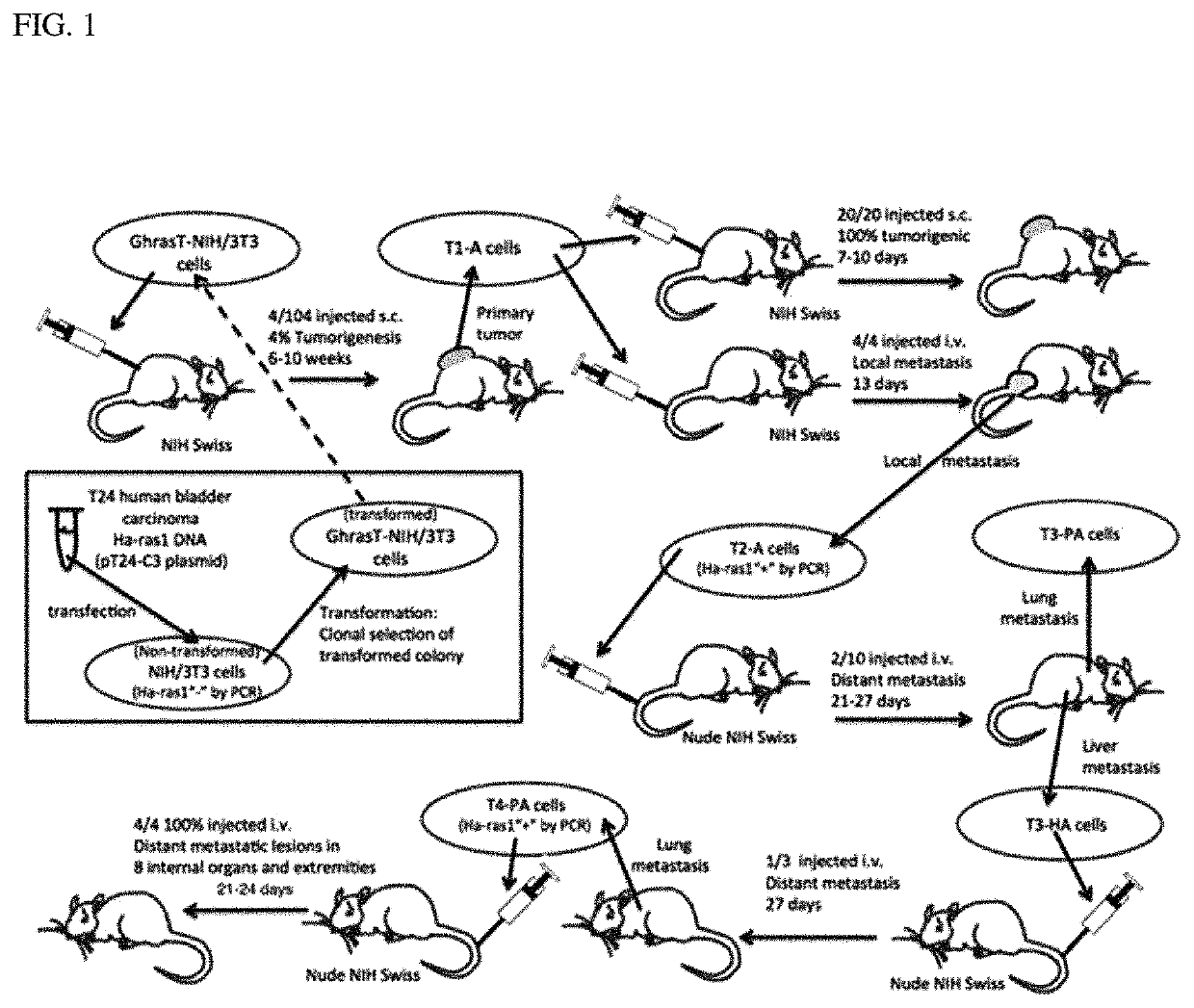 Progressively tumorigenic cell lines