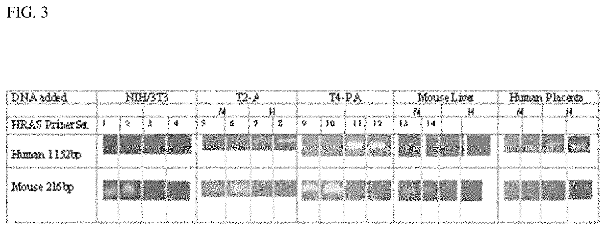 Progressively tumorigenic cell lines