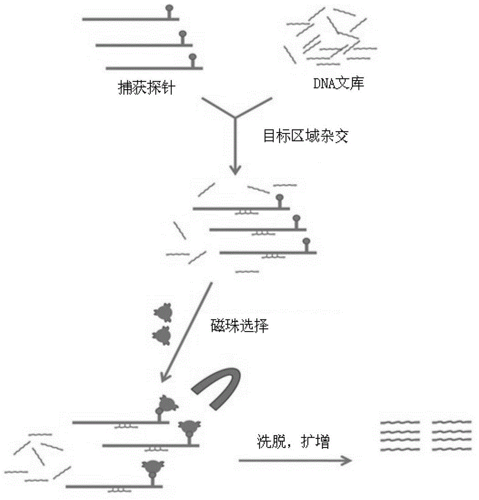 Gene chip for screening various ophthalmological hereditary diseases as well as preparation and usage method of gene chip