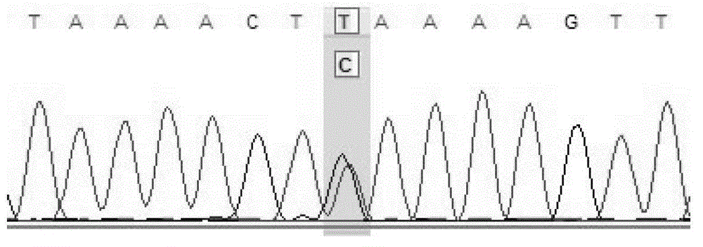 Gene chip for screening various ophthalmological hereditary diseases as well as preparation and usage method of gene chip