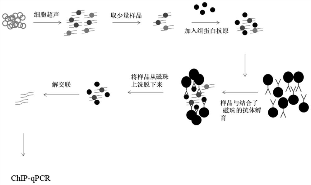 A kit, method and application for detecting the interaction between protein and dna