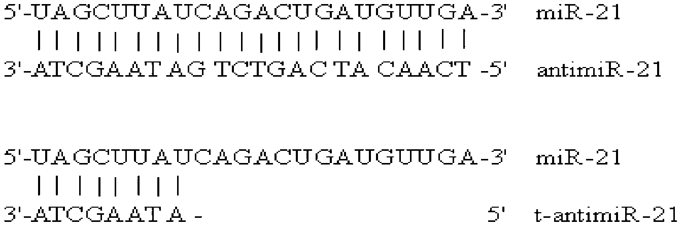 Antisense oligonucleotide for tiny RNA-21 seed sequence and application thereof