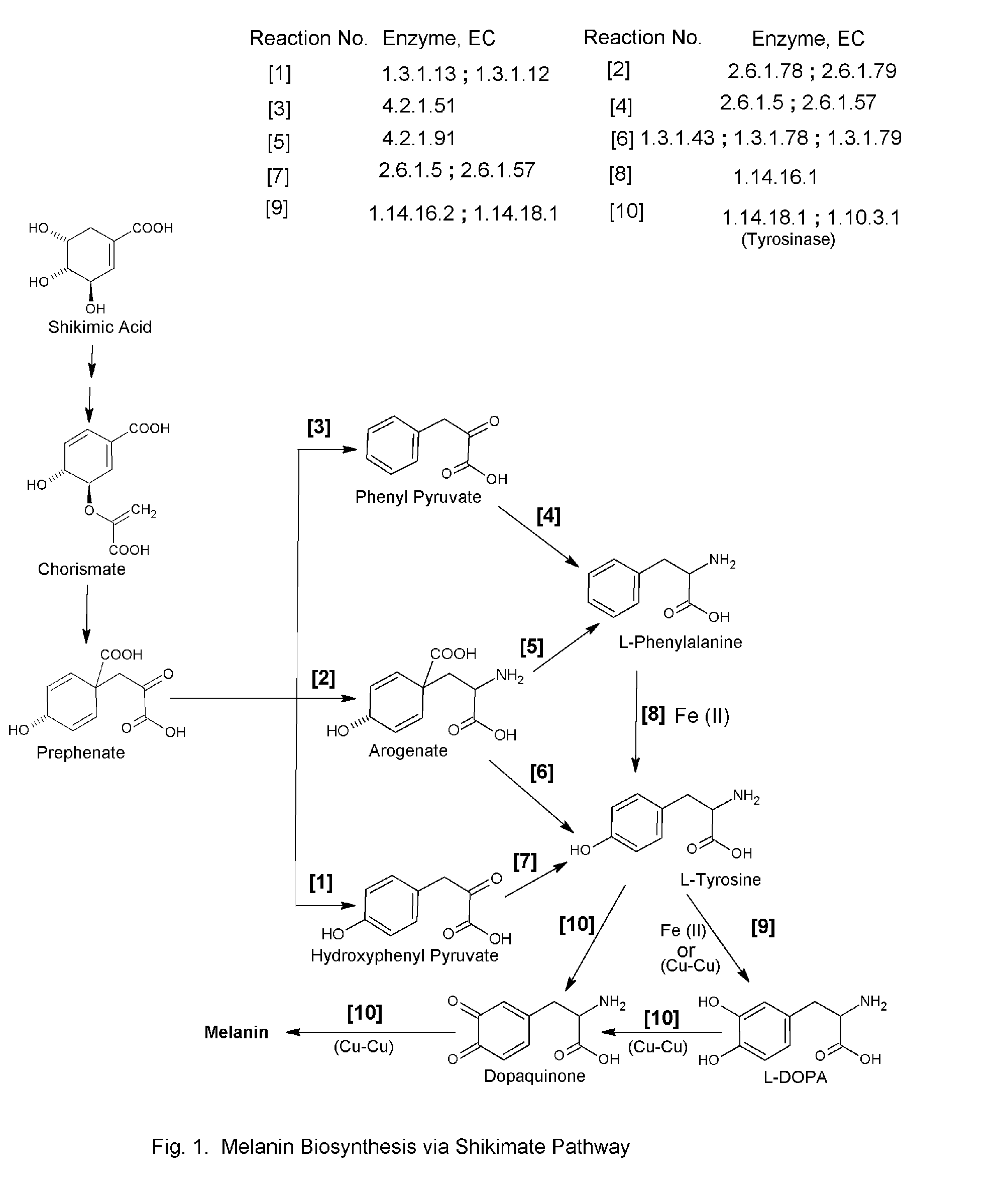 Artemisinin derivatives with natural amino acids, peptides, and amino sugars for the treatment of infection and topical condition in mammals