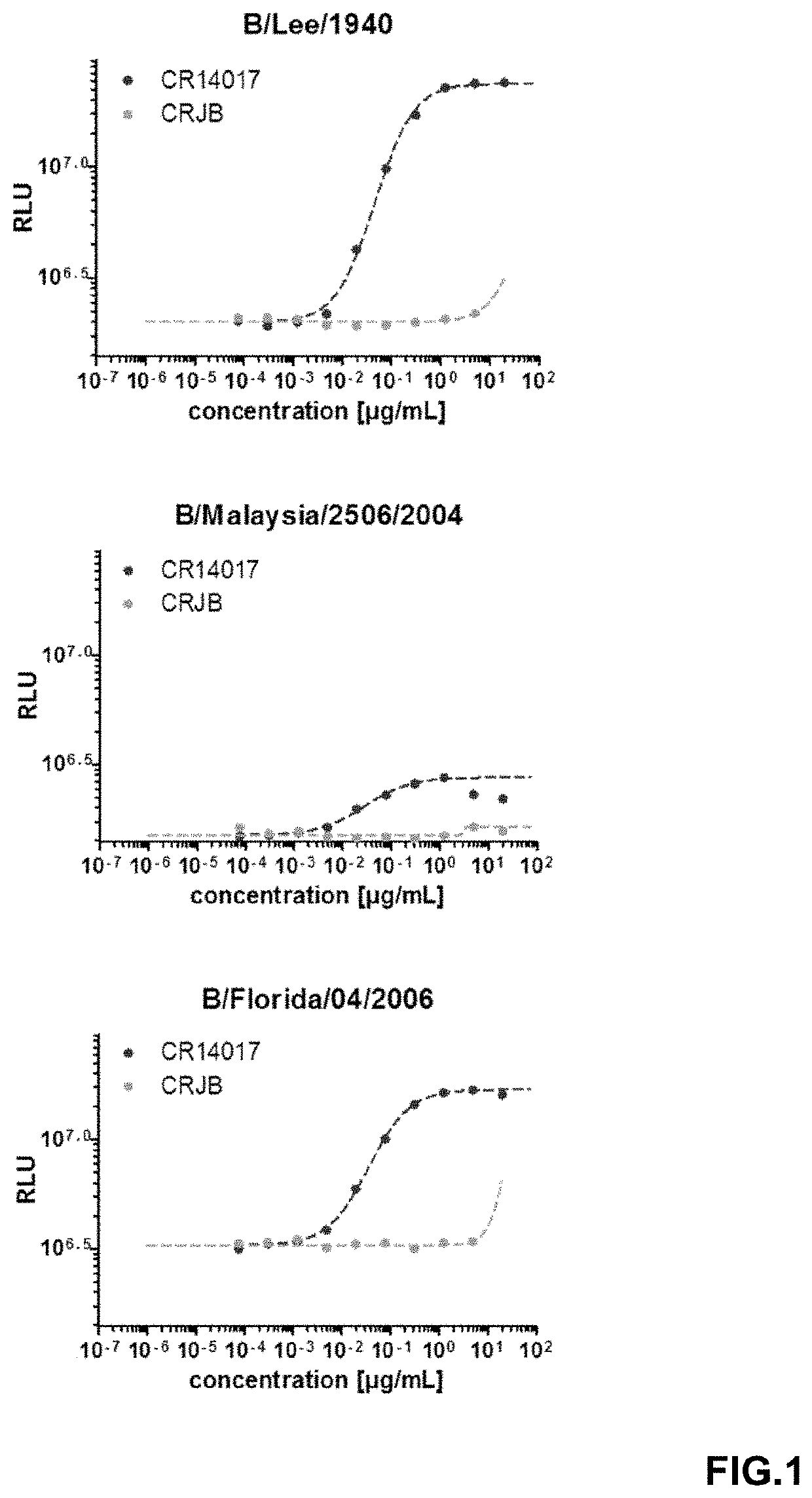 Human neutralizing antibodies binding to influenza b neuraminidase