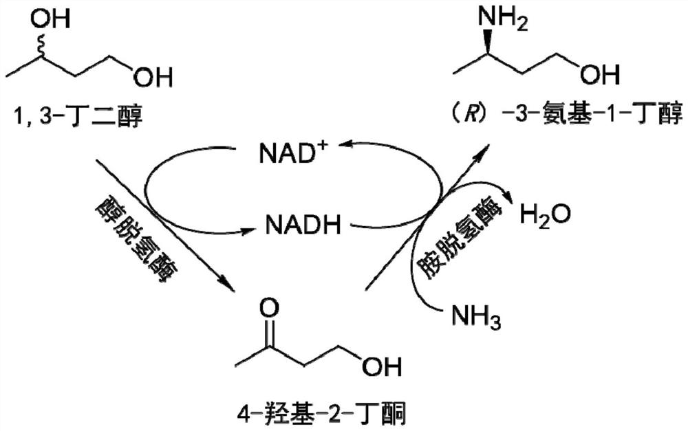 Method for synthesizing (R)-3-amino-1-butanol through double-enzyme cascade catalysis