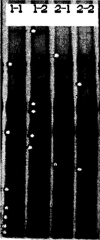 Blending culture for sponge and intergrowth microbe, culturing colony monitoring method