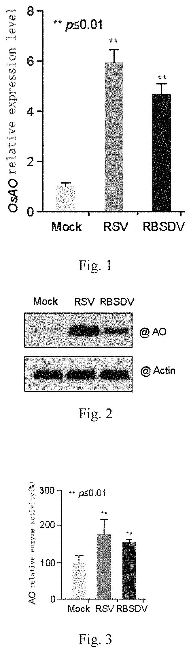 Application of osao gene for improving resistance of rice against rice stripe virus, rice black-streaked dwarf virus, or virus of same family