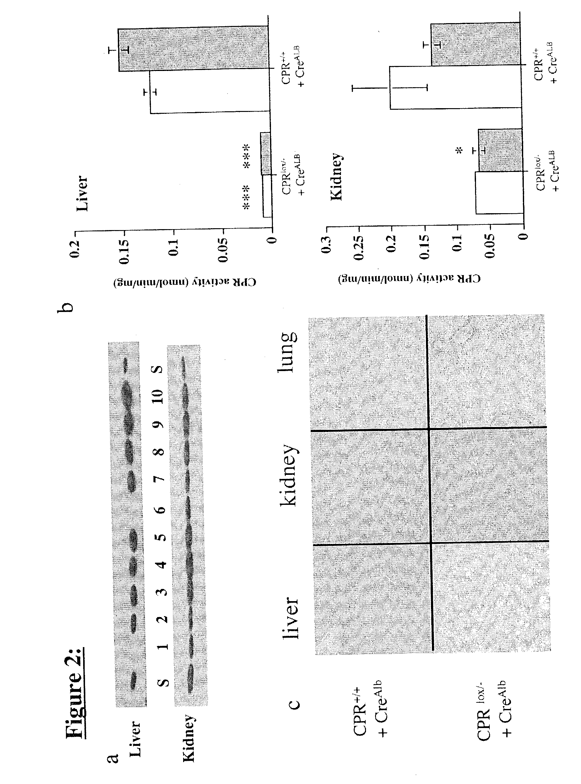 Modulation of cytochrome P450 reductase activity