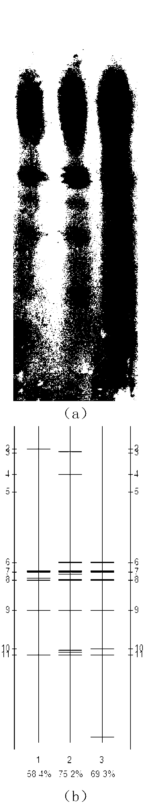 Microbial agent for repairing petroleum-polluted saline alkali soil and preparation method thereof