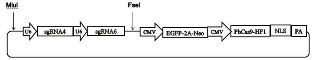 Method for editing x-chromosome multi-copy genes to realize animal sex control