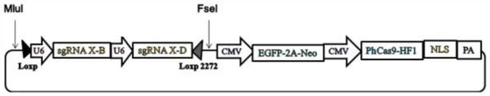 Method for editing x-chromosome multi-copy genes to realize animal sex control