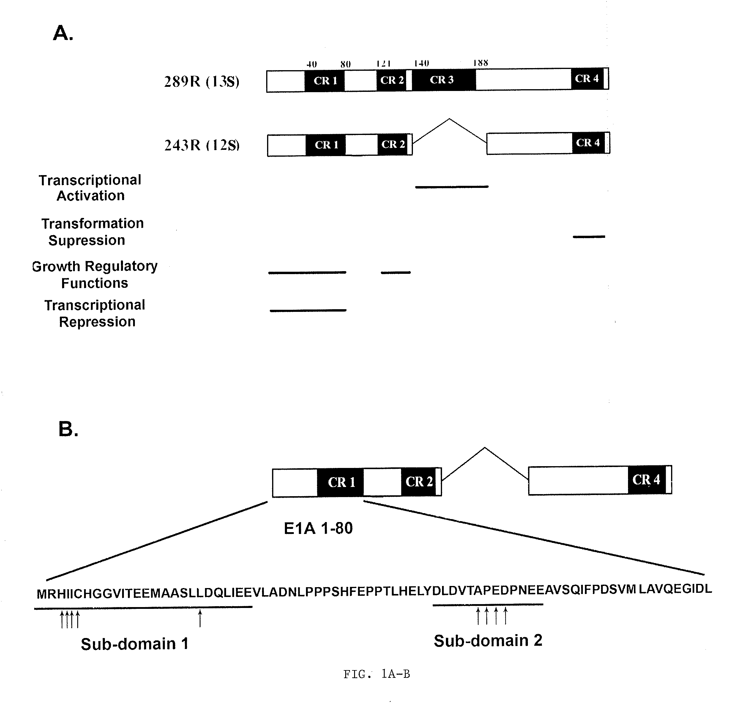 Adenovirus E1A Fragments for Use in Anti-Cancer Therapies