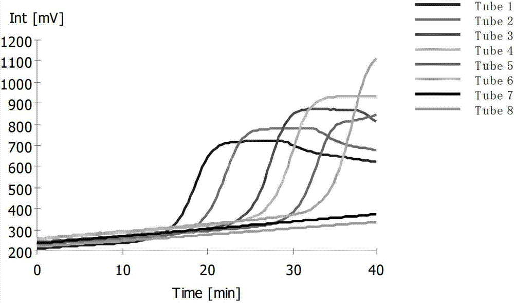 RT-LAMP detection primer group of spring viremia of carp virus (SVCV), kit and detection method