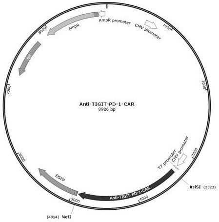 Chimeric antigen receptor taking TIGIT and PD-1 as targets, CAR-T cell and preparation method thereof