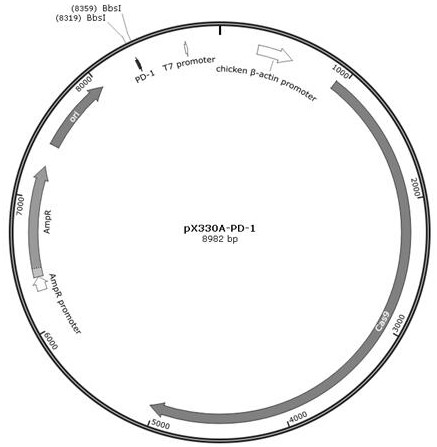 Chimeric antigen receptor taking TIGIT and PD-1 as targets, CAR-T cell and preparation method thereof