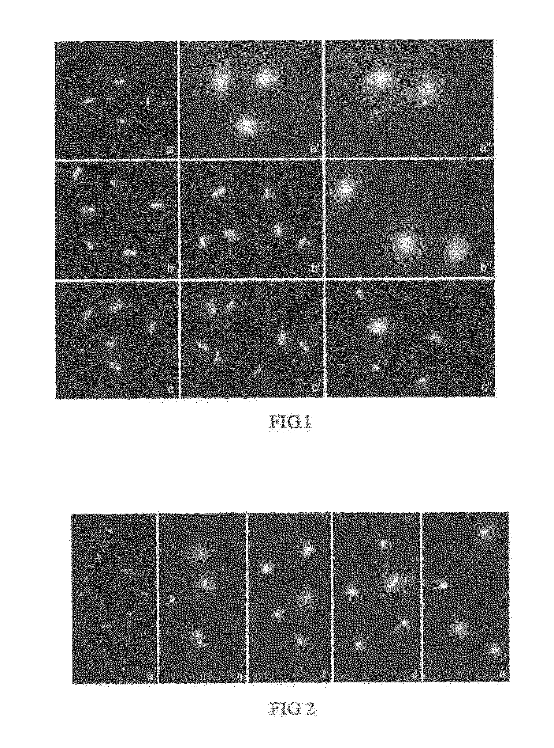 Method for evaluating bacterial cell wall integrity