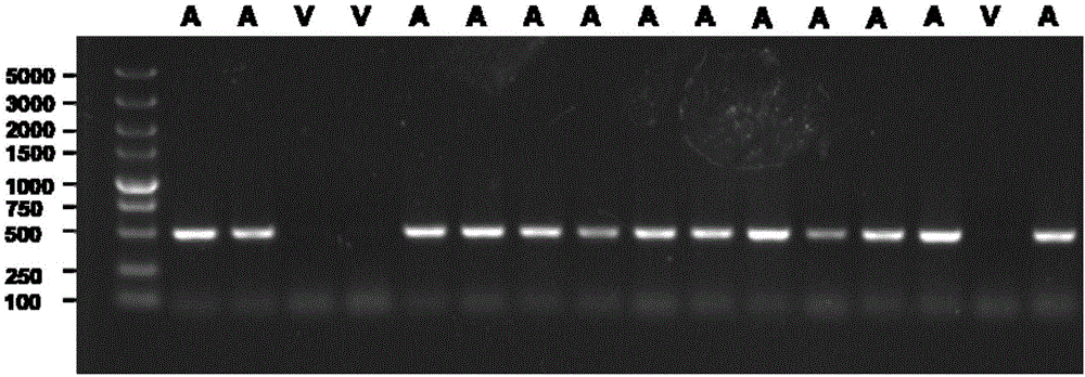 Specific molecular marker primer for identification of phytopthora sojae avirulence gene PsAvr1k and method