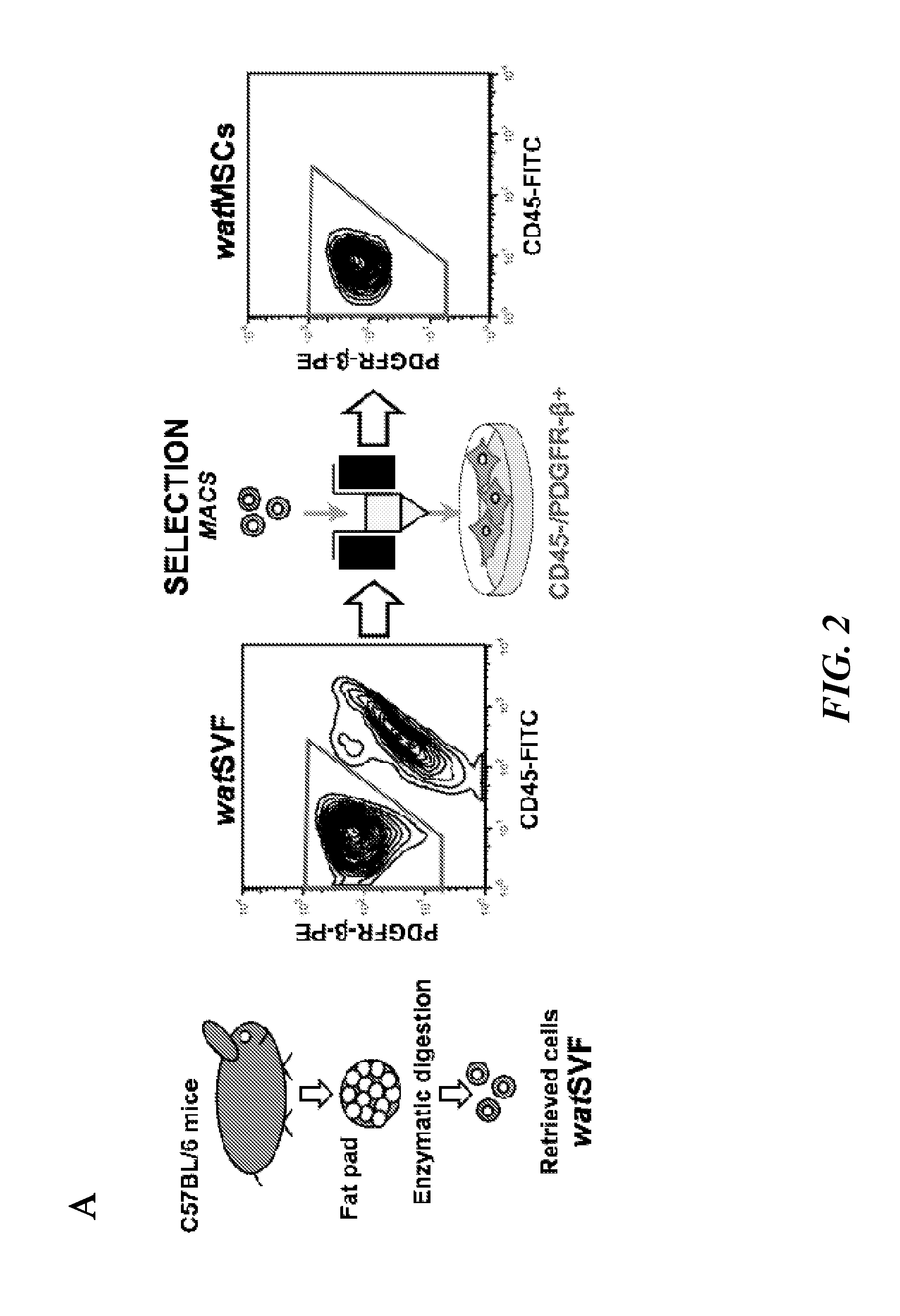 Engineered vascular adipose tissue