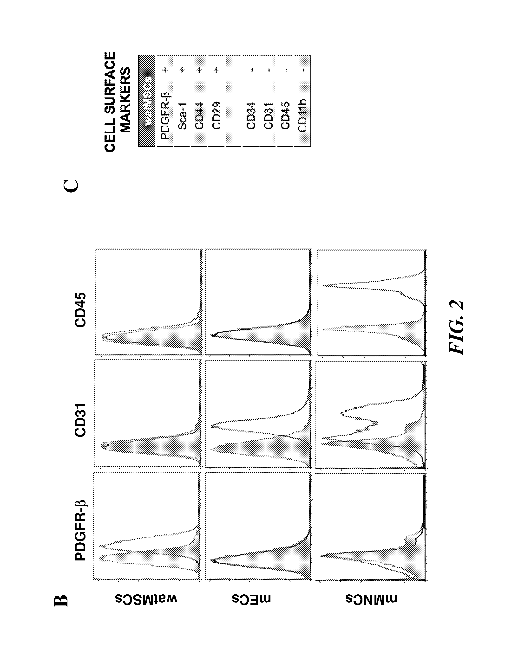 Engineered vascular adipose tissue